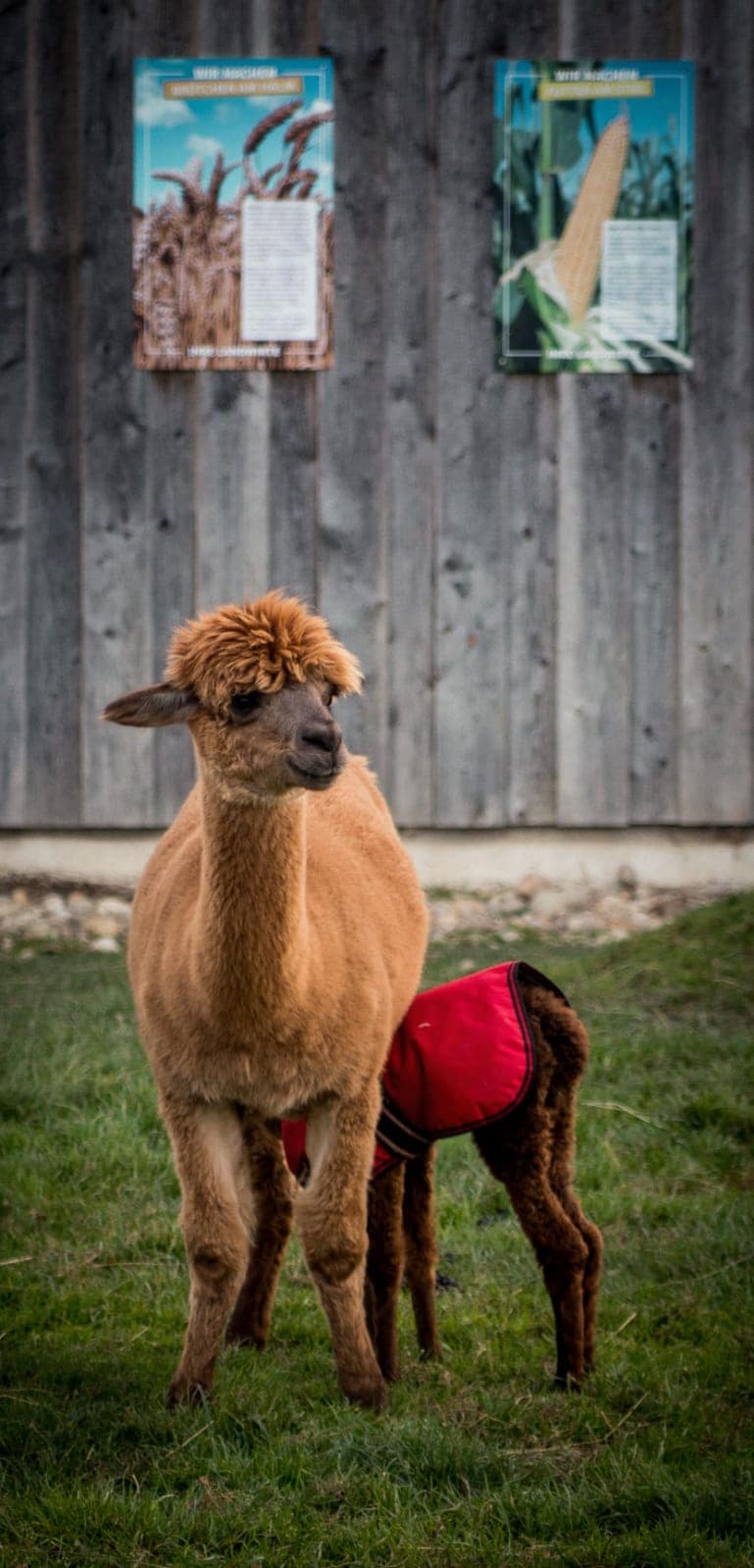 Tiere erleben